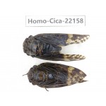 Cicadidae sp. China, Yunnan, Nujiang, N of Mt.Biluoxueshan. 2M. Homo-Cica-22158.