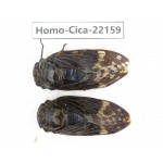 Cicadidae sp. China, Yunnan, Nujiang, N of Mt.Biluoxueshan. 1P. Homo-Cica-22159.