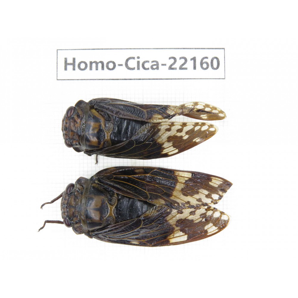 Cicadidae sp. China, Yunnan, Nujiang, N of Mt.Biluoxueshan. 2M. Homo-Cica-22160.