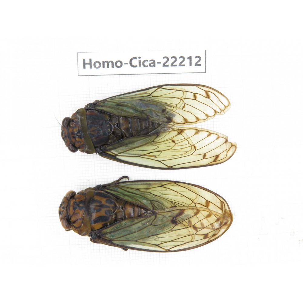 Cicadidae sp. China, Tibet, Linzhi, Motuo county. 1P. Homo-Cica-22212.
