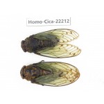 Cicadidae sp. China, Tibet, Linzhi, Motuo county. 1P. Homo-Cica-22212.