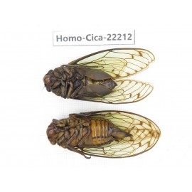 Cicadidae sp. China, Tibet, Linzhi, Motuo county. 1P. Homo-Cica-22212.