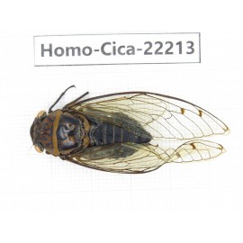 Cicadidae sp. China, Tibet, Linzhi, Motuo county. 1M. Homo-Cica-22213.
