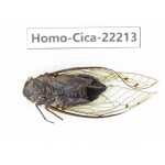 Cicadidae sp. China, Tibet, Linzhi, Motuo county. 1M. Homo-Cica-22213.