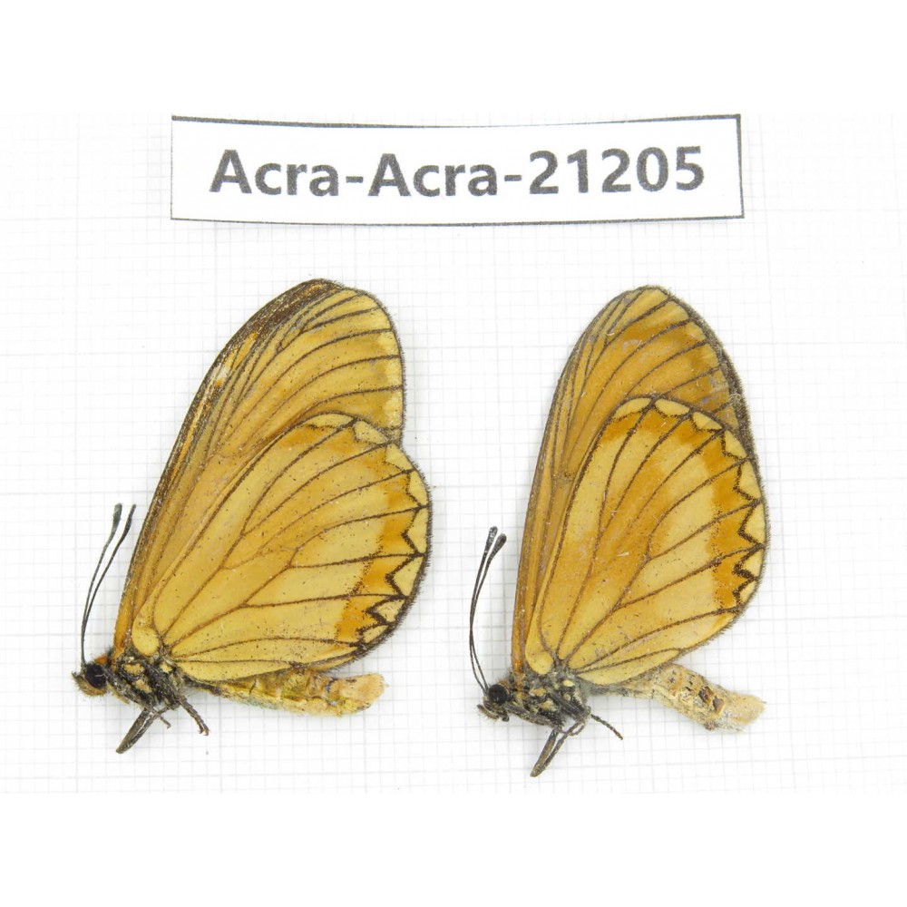 Acraea issoria ssp. China, Guizhou, Qiandongnan, Rongjiang county. 2M. Acra-Acra-21205.