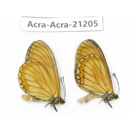 Acraea issoria ssp. China, Guizhou, Qiandongnan, Rongjiang county. 2M. Acra-Acra-21205.