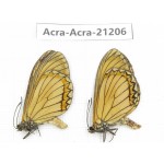 Acraea issoria ssp. China, Guizhou, Qiandongnan, Rongjiang county. 2M. Acra-Acra-21206.