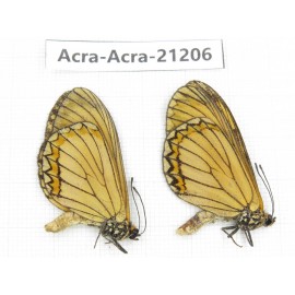 Acraea issoria ssp. China, Guizhou, Qiandongnan, Rongjiang county. 2M. Acra-Acra-21206.