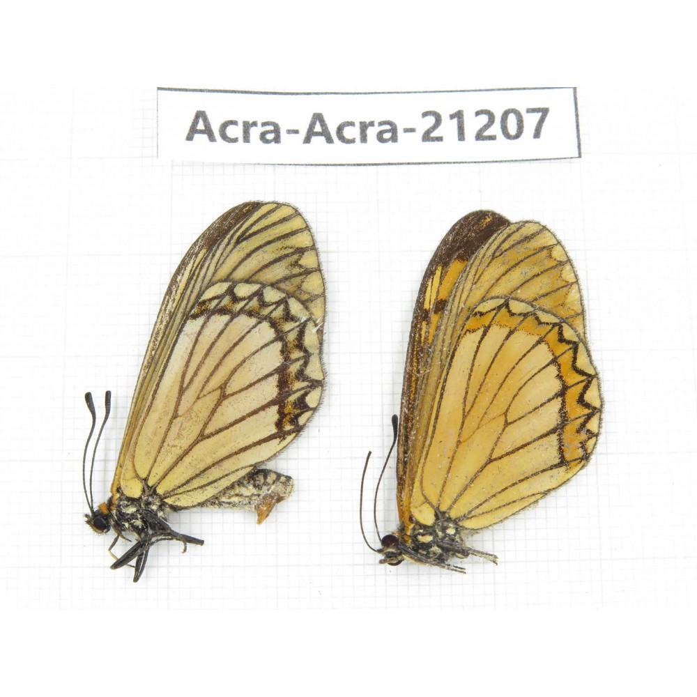 Acraea issoria ssp. China, Guizhou, Qiandongnan, Rongjiang county. 1P. Acra-Acra-21207.