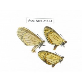 Acraea issoria ssp. China, Guizhou, Tongren, Mt.Fanjingshan. 2M1F. Acra-Acra-21123.
