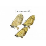 Acraea issoria ssp. China, Guizhou, Tongren, Mt.Fanjingshan. 2M1F. Acra-Acra-21123.