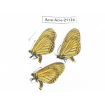 Acraea issoria ssp. China, Guizhou, Tongren, Mt.Fanjingshan. 3M. Acra-Acra-21124.