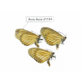 Acraea issoria ssp. China, Guizhou, Tongren, Mt.Fanjingshan. 3M. Acra-Acra-21124.