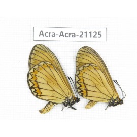 Acraea issoria ssp. China, Guizhou, Tongren, Mt.Fanjingshan. 2M. Acra-Acra-21125.