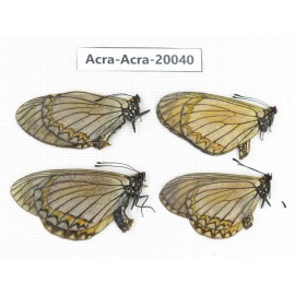 Acraea violae ssp. China, Tibet, Chayu, Chawalong, NW of Mt. Nushan(Yunnan border). 4M. Acra-Acra-20040.