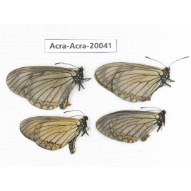 Acraea violae ssp. China, Tibet, Chayu, Chawalong, NW of Mt. Nushan(Yunnan border). 4M. Acra-Acra-20041.