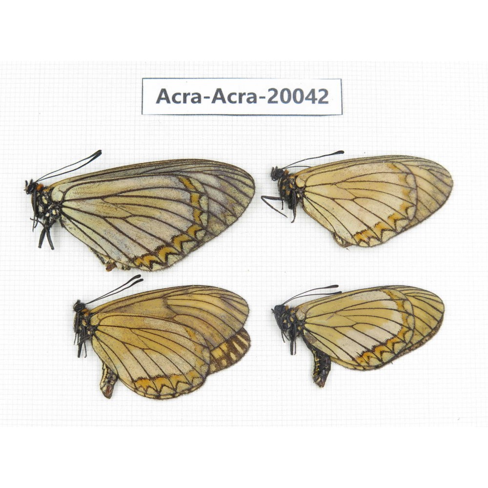 Acraea violae ssp. China, Tibet, Chayu, Chawalong, NW of Mt. Nushan(Yunnan border). 4M. Acra-Acra-20042.