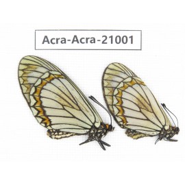 Acraea violae ssp. China, Yunnan, Dali, C of Mt.Cangshan. 2F. Acra-Acra-21001.