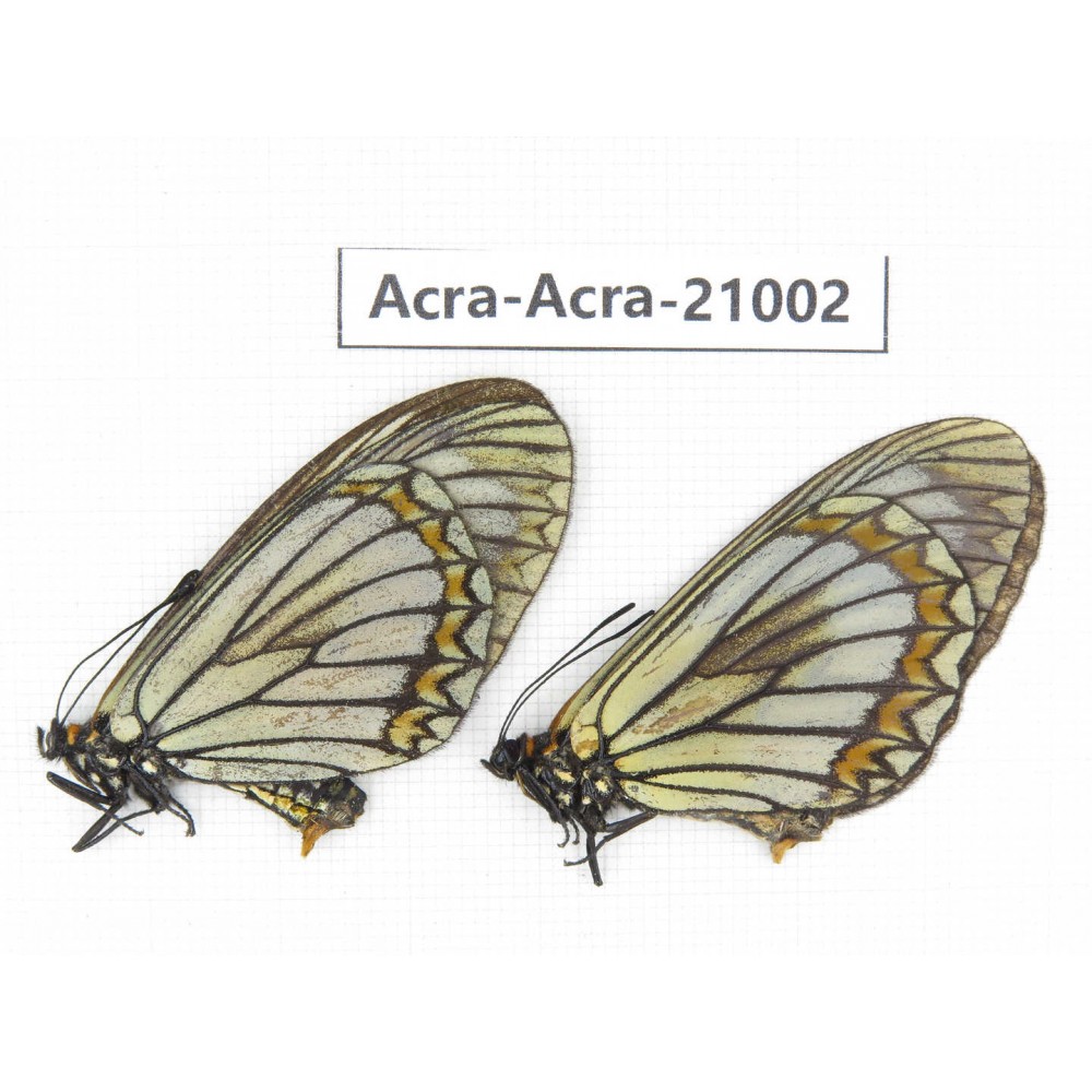 Acraea violae ssp. China, Yunnan, Dali, C of Mt.Cangshan. 2F. Acra-Acra-21002.