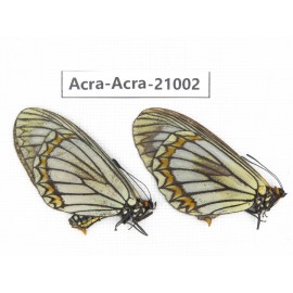 Acraea violae ssp. China, Yunnan, Dali, C of Mt.Cangshan. 2F. Acra-Acra-21002.