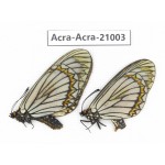 Acraea violae ssp. China, Yunnan, Dali, C of Mt.Cangshan. 2F. Acra-Acra-21003.