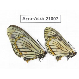 Acraea violae ssp. China, Yunnan, Dali, C of Mt.Cangshan. 2F. Acra-Acra-21007.
