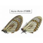 Acraea violae ssp. China, Yunnan, Dali, C of Mt.Cangshan. 2F. Acra-Acra-21008.