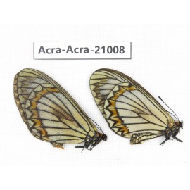 Acraea violae ssp. China, Yunnan, Dali, C of Mt.Cangshan. 2F. Acra-Acra-21008.