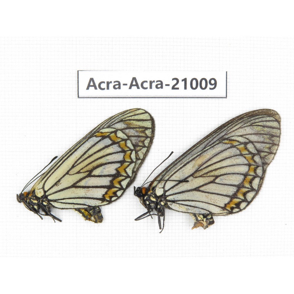 Acraea violae ssp. China, Yunnan, Dali, C of Mt.Cangshan. 2F. Acra-Acra-21009.