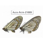 Acraea violae ssp. China, Yunnan, Dali, C of Mt.Cangshan. 2F. Acra-Acra-21009.