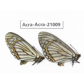 Acraea violae ssp. China, Yunnan, Dali, C of Mt.Cangshan. 2F. Acra-Acra-21009.