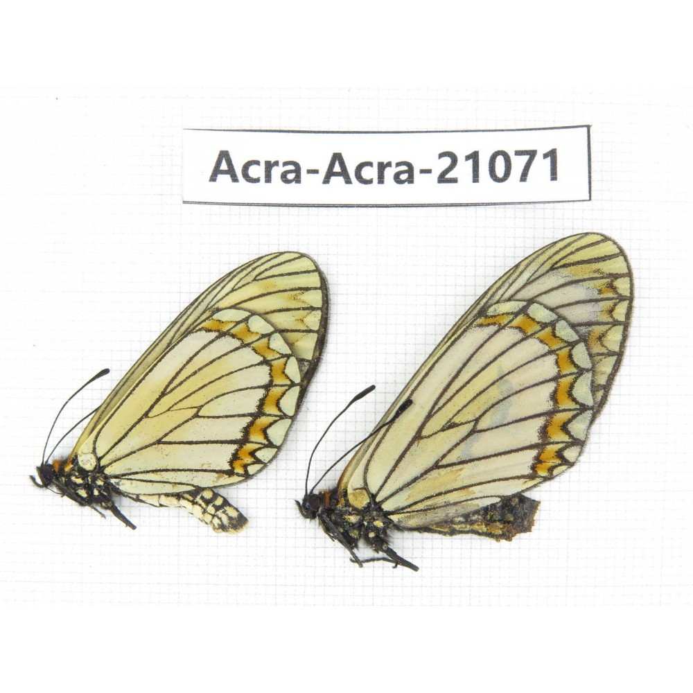 Acraea violae ssp. China, Yunnan, Dali, Fengyi town. 1P. Acra-Acra-21071.