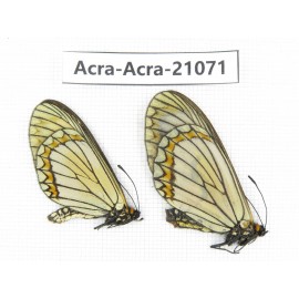 Acraea violae ssp. China, Yunnan, Dali, Fengyi town. 1P. Acra-Acra-21071.