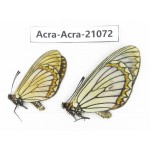 Acraea violae ssp. China, Yunnan, Dali, Fengyi town. 1P. Acra-Acra-21072.