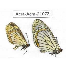 Acraea violae ssp. China, Yunnan, Dali, Fengyi town. 1P. Acra-Acra-21072.