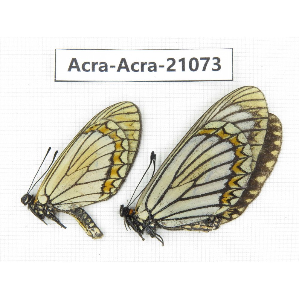 Acraea violae ssp. China, Yunnan, Dali, Fengyi town. 1P. Acra-Acra-21073.