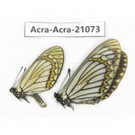 Acraea violae ssp. China, Yunnan, Dali, Fengyi town. 1P. Acra-Acra-21073.