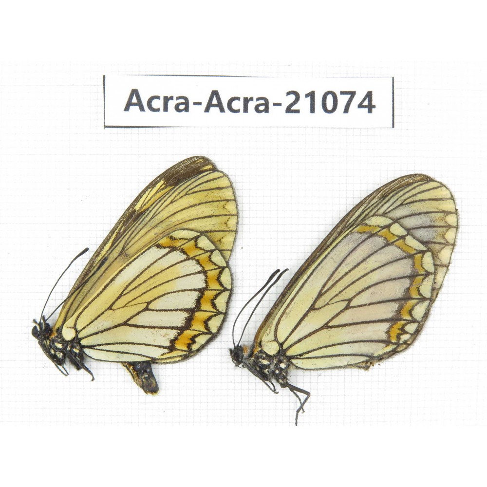 Acraea violae ssp. China, Yunnan, Dali, Fengyi town. 1P. Acra-Acra-21074.