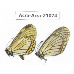 Acraea violae ssp. China, Yunnan, Dali, Fengyi town. 1P. Acra-Acra-21074.
