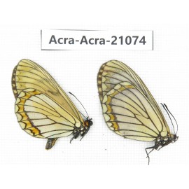 Acraea violae ssp. China, Yunnan, Dali, Fengyi town. 1P. Acra-Acra-21074.