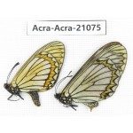 Acraea violae ssp. China, Yunnan, Dali, Fengyi town. 1P. Acra-Acra-21075.