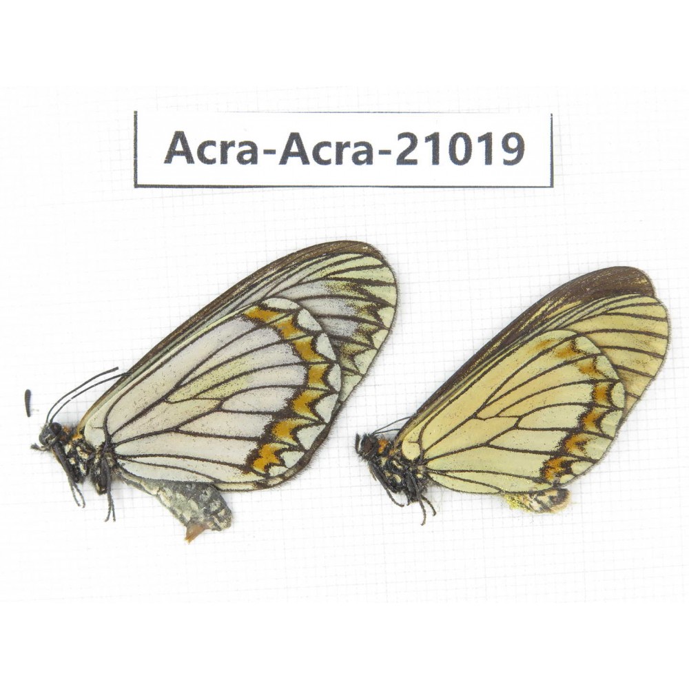 Acraea violae ssp. China, Yunnan, Dali, N of Mt.Cangshan. 1P. Acra-Acra-21019.
