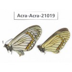 Acraea violae ssp. China, Yunnan, Dali, N of Mt.Cangshan. 1P. Acra-Acra-21019.