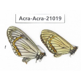 Acraea violae ssp. China, Yunnan, Dali, N of Mt.Cangshan. 1P. Acra-Acra-21019.
