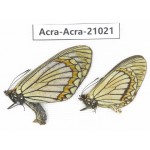Acraea violae ssp. China, Yunnan, Dali, N of Mt.Cangshan. 1P. Acra-Acra-21021.
