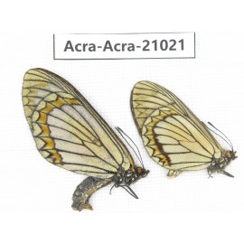 Acraea violae ssp. China, Yunnan, Dali, N of Mt.Cangshan. 1P. Acra-Acra-21021.