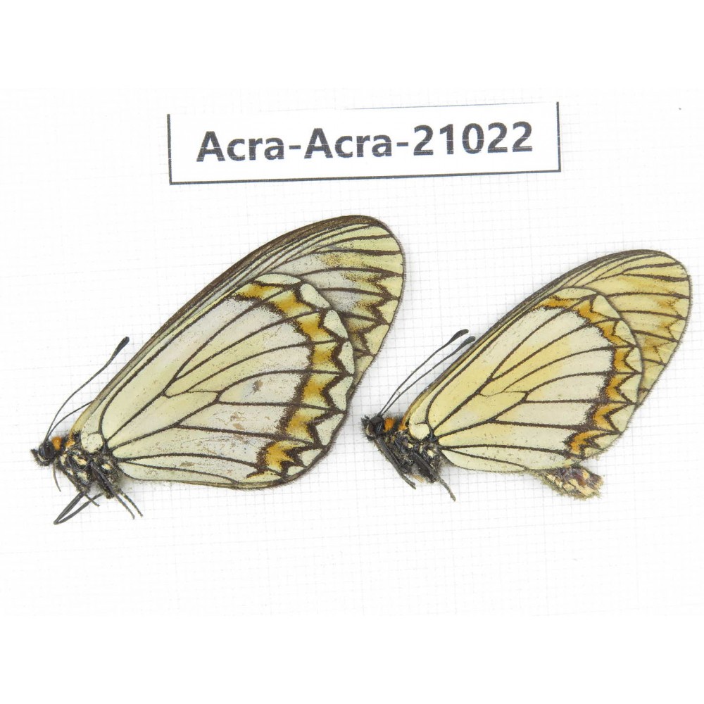 Acraea violae ssp. China, Yunnan, Dali, N of Mt.Cangshan. 1P. Acra-Acra-21022.