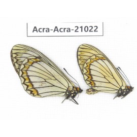 Acraea violae ssp. China, Yunnan, Dali, N of Mt.Cangshan. 1P. Acra-Acra-21022.