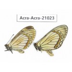 Acraea violae ssp. China, Yunnan, Dali, N of Mt.Cangshan. 2M. Acra-Acra-21023.
