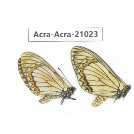 Acraea violae ssp. China, Yunnan, Dali, N of Mt.Cangshan. 2M. Acra-Acra-21023.